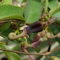 Aristolochia indica L.